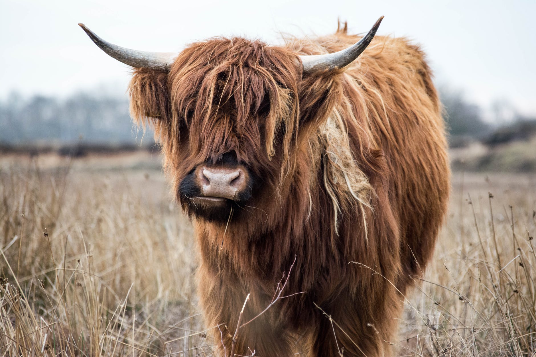 PATG356: Emo Cow